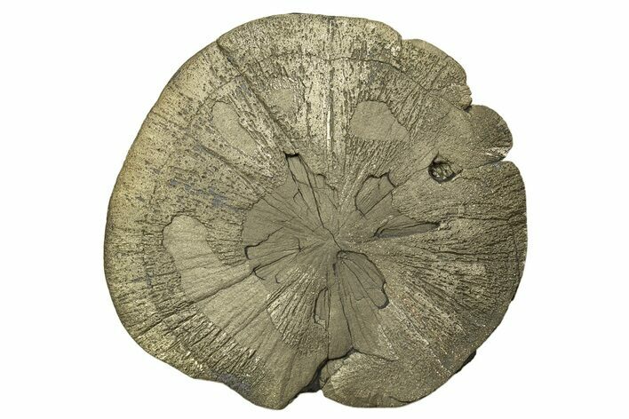 Large, Pyrite Sun - Sparta, Illinois #315833